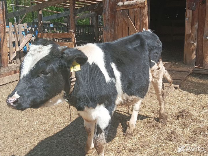 Поросята ландрас. Коз, баранов, бычка