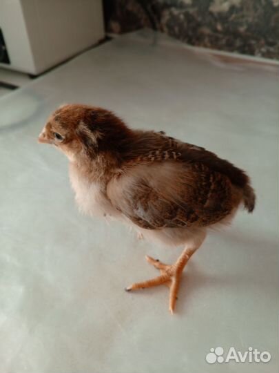 Цыплята несушки