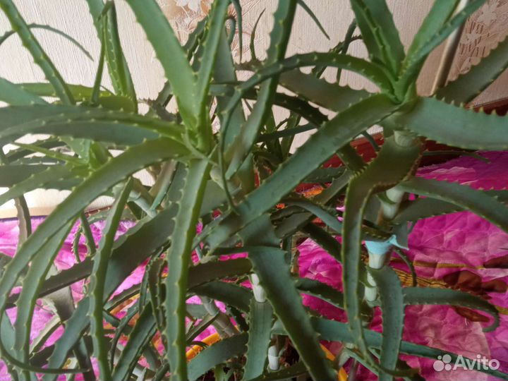 Алоэ лечебный