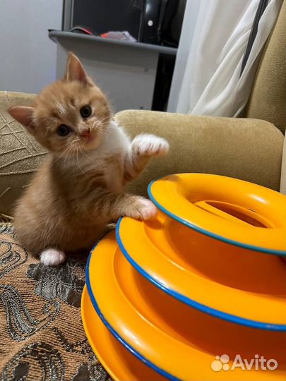 Рыжий котенок