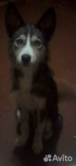 Сибирский хаски