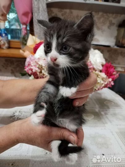 Котята в дар