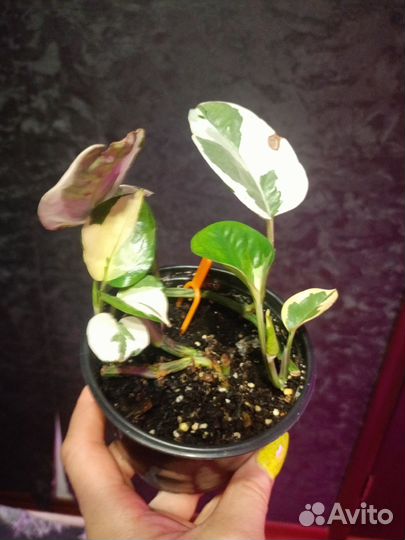 Сциндапсусы