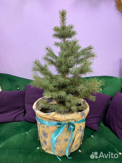 Елка новогодняя живая в горшке