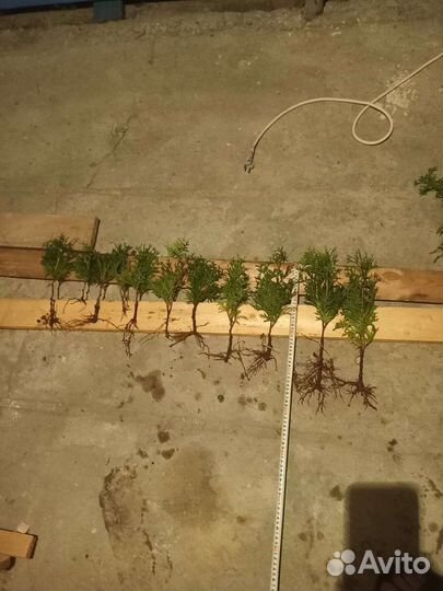 Саженцы самшиты