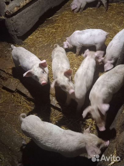 Поросята помес ландрас