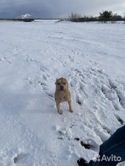 Питбультерьер вязка