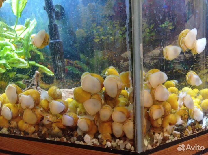 Улитки аквариумные ампулярии