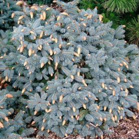 Picea pungens Hermann Naue C7