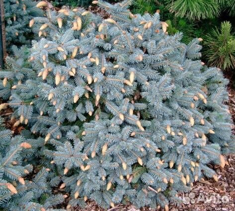 Picea pungens Hermann Naue C5/7