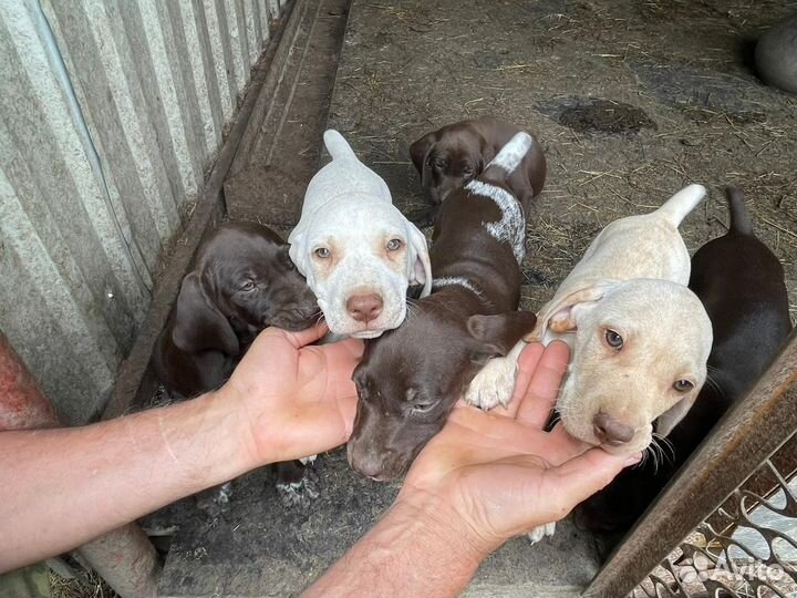 Щенки курцхаара