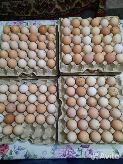 Инкубационное яйцо породистых кур