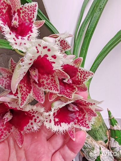 Орхидея морковка clowesetum Penang Waltz