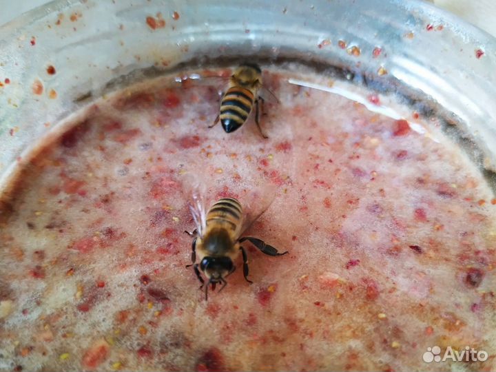 Крем-мёд натуральный 2023 г