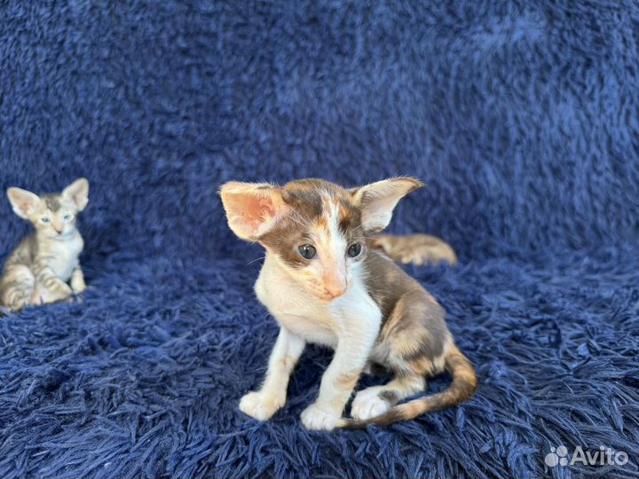 Ориенталы от титулованных родителей с документами