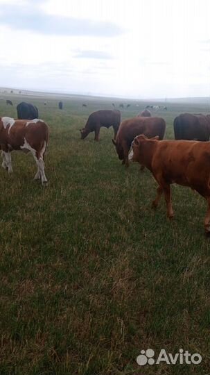 Телки подсосные