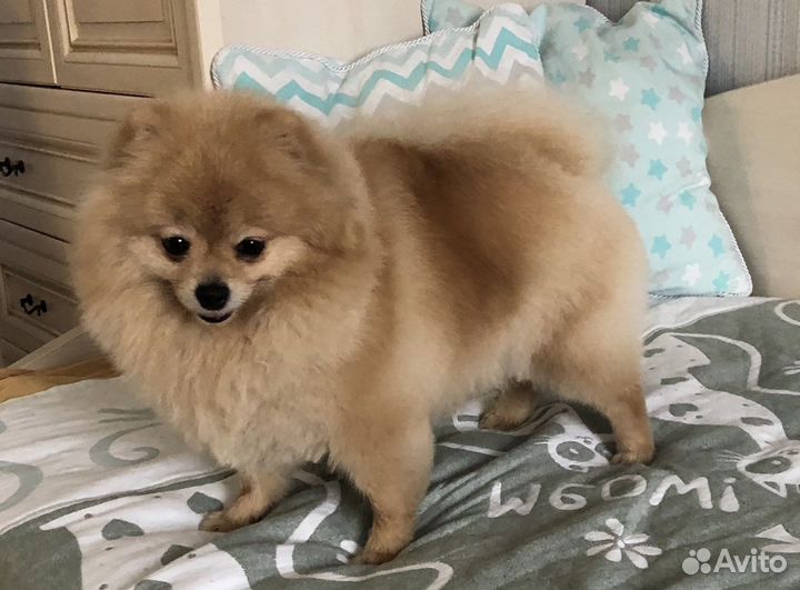 Щенки шпица