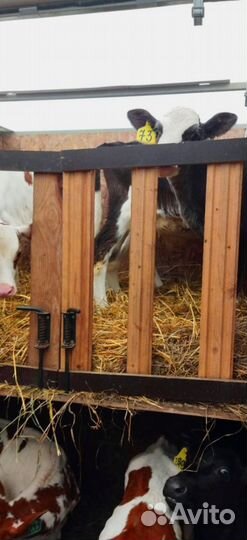 Телята с доставкой в ваш двор