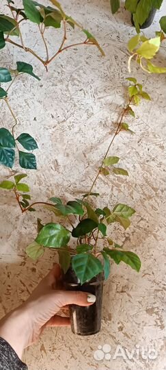 Циссус березка