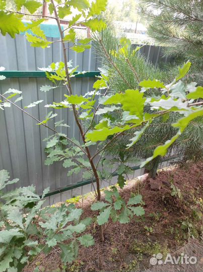 Дуб саженцы