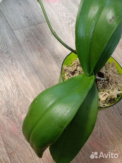 Орхидея фаленопсис