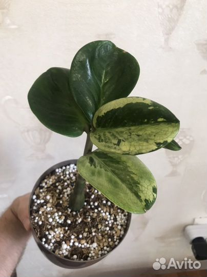 Замиокулькас Big Round Leaf mini и Round Big Leaf