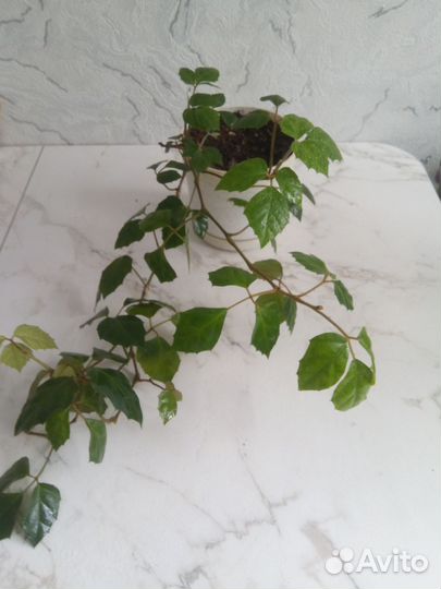 Комнатные цветы