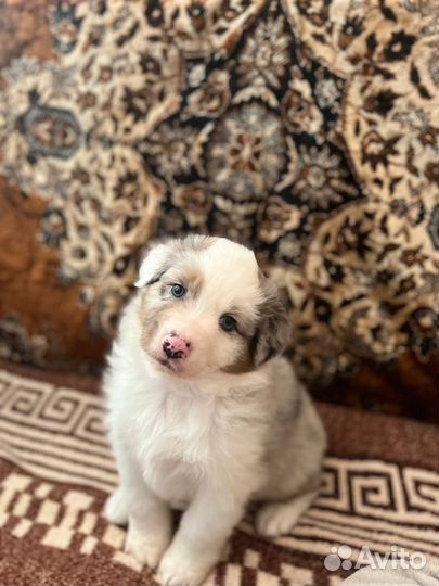 Щенки аусси