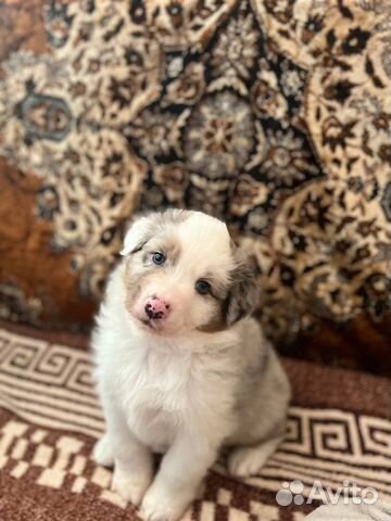 Щенки аусси