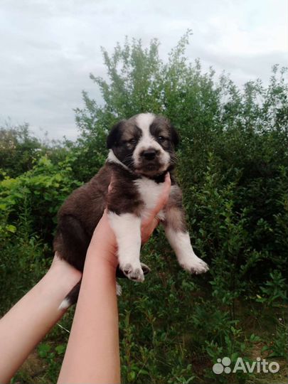 Щенки в охрану