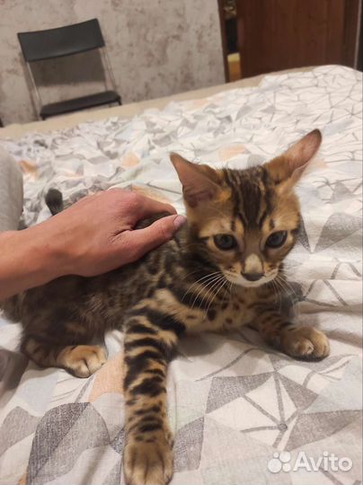 Бенгальская кошка