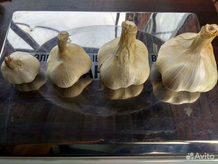 Чеснок, Рокамболь, Любаша, Комаров, Шалоты