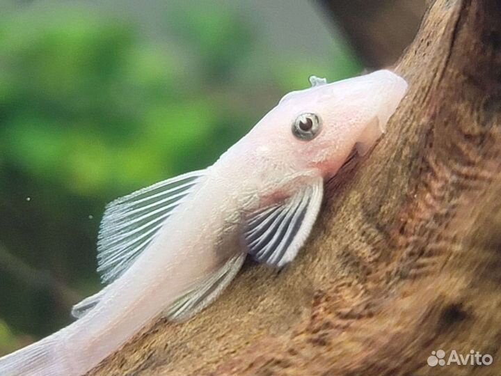 Мальки анциструса L-144 snow white (снежки)