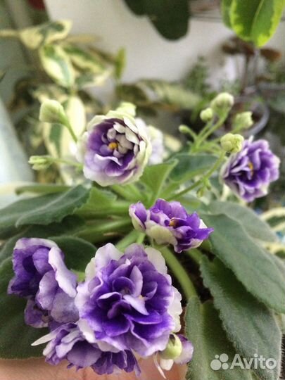 Фиалки сортовые стандарт и mini