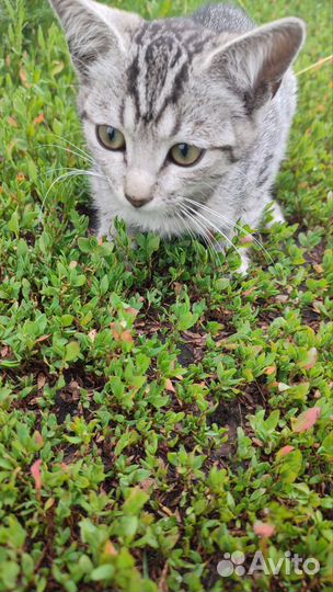 Котята в добрые