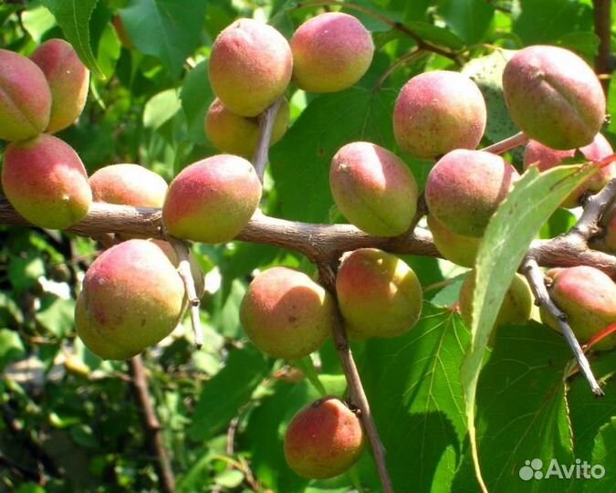 Абрикос сибирский и Жердела, семена