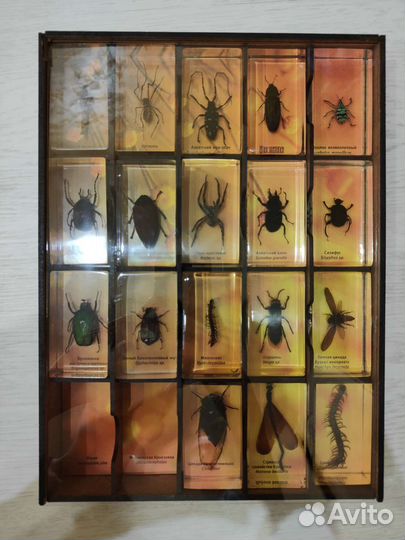 Коллекция жуков DeAgostini
