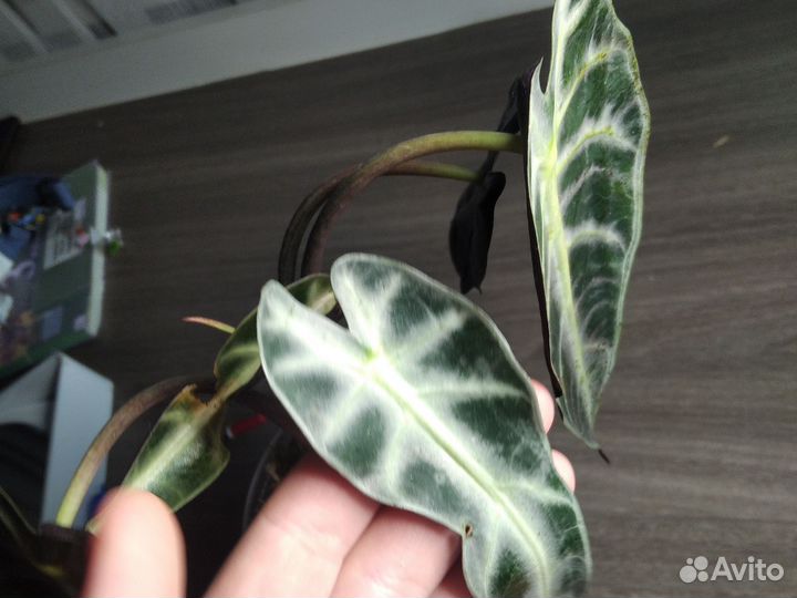 Алоказия дроф и ниндзя