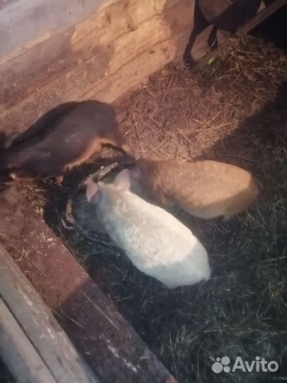 Венгерская мангалица поросята