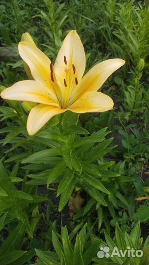 Лилии луковицы