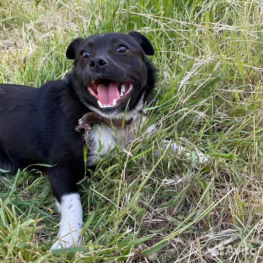 Маленький Бимуша ищет семью