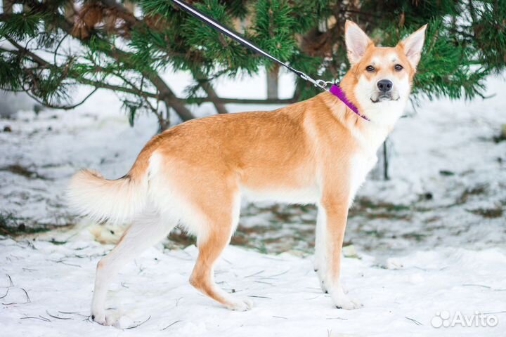 Собака в добрые руки