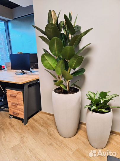 Фитостена из растений в офис, декор растениями