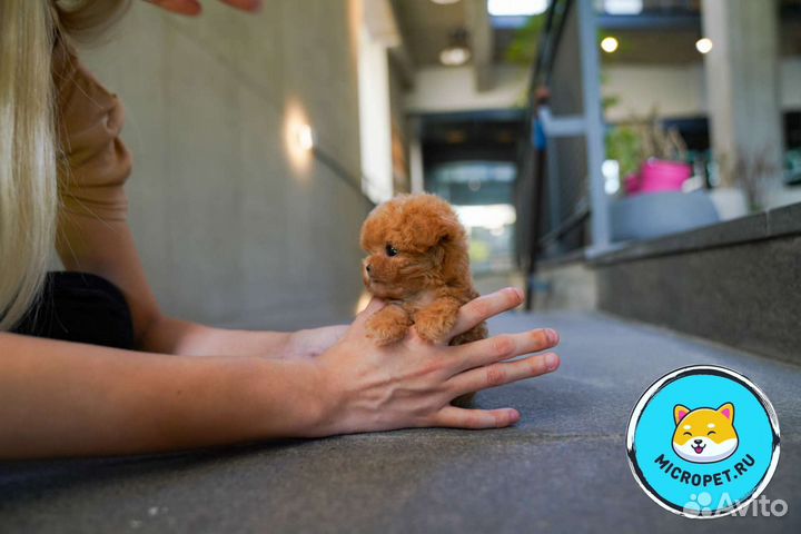 Мальтипу Микро из Кореи