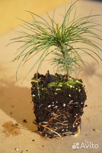 Сосна веймутова