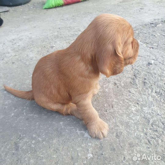Щенки кокер спаниеля
