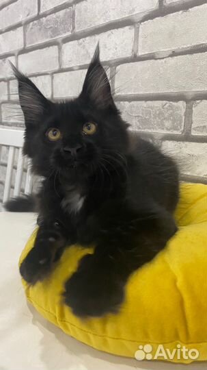 Котята мейн-кун