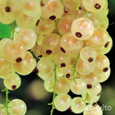 Смородина. Саженцы