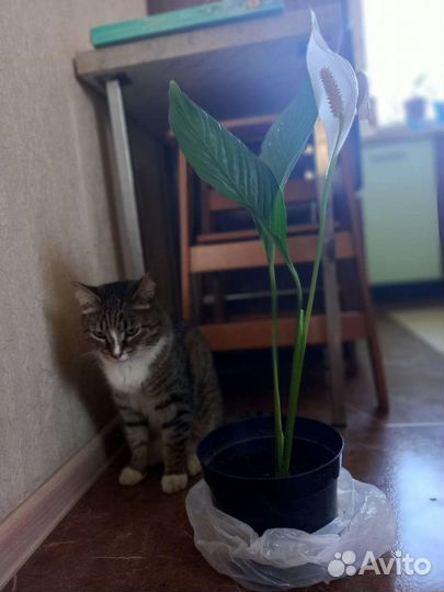 Спотифилим