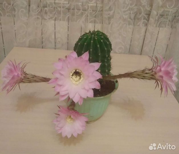 Кактус эхинопсис